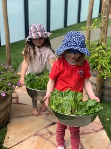 Playground to Plate® Lettuce Harvest